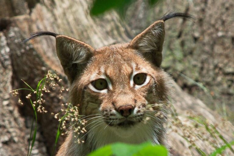 Luchs im Wildpark Saarbrücken