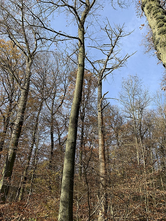 verkehrssicherungsmassnahme im voelklinger parkhausweg 6560f58a18c1a